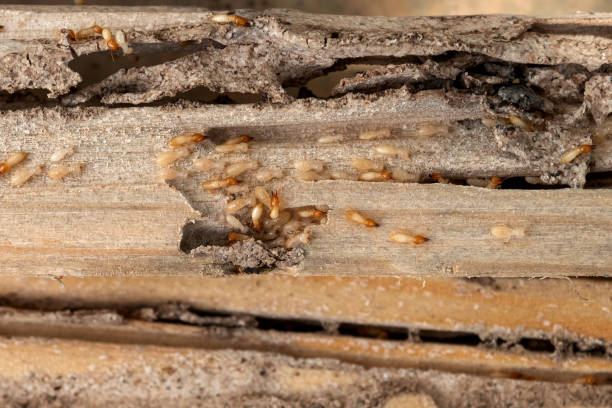 Best Flea Control Services  in Viroqua, WI